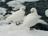 Snowy Sheathbill - Aitchoo Island, December 2003