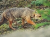 Fuegian Red Fox - Tierra del Fuego National Park, December 2002