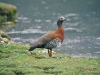 Ashy-headed Goose - Ushuaia, December 2003