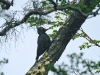 Magellanic Woodpecker - Tierra del Fuego National Park, December 2003