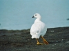Kelp Goose - Ushuaia, December 2003