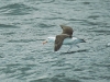 Black-browed Albatross - Beagle Channel, Ushuaia, December 2003