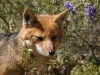 Andean Fox - Santa Eulia, July 2004