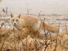 Hokkaido Red Fox - Cape Kirritappu, March 2008