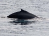 spit2406-15-humpback-whale