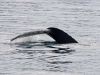 spit2406-16-humpback-whale