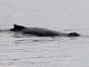 spit2406-22-humpback-whale