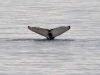 spit2406-25-humpback-whale