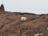 spit2706-001-polar-bear