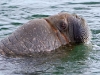 spit2706-039-walrus