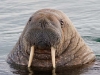 spit2706-040-walrus