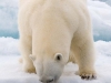 spit2706-113-polar-bear