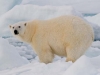 spit2706-157-polar-bear