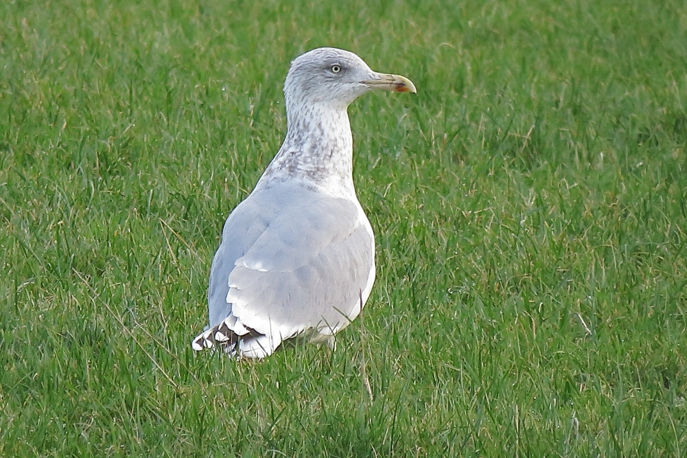 Herring Gull sp argentatus - Cowlishaw, Oldham, January 2018