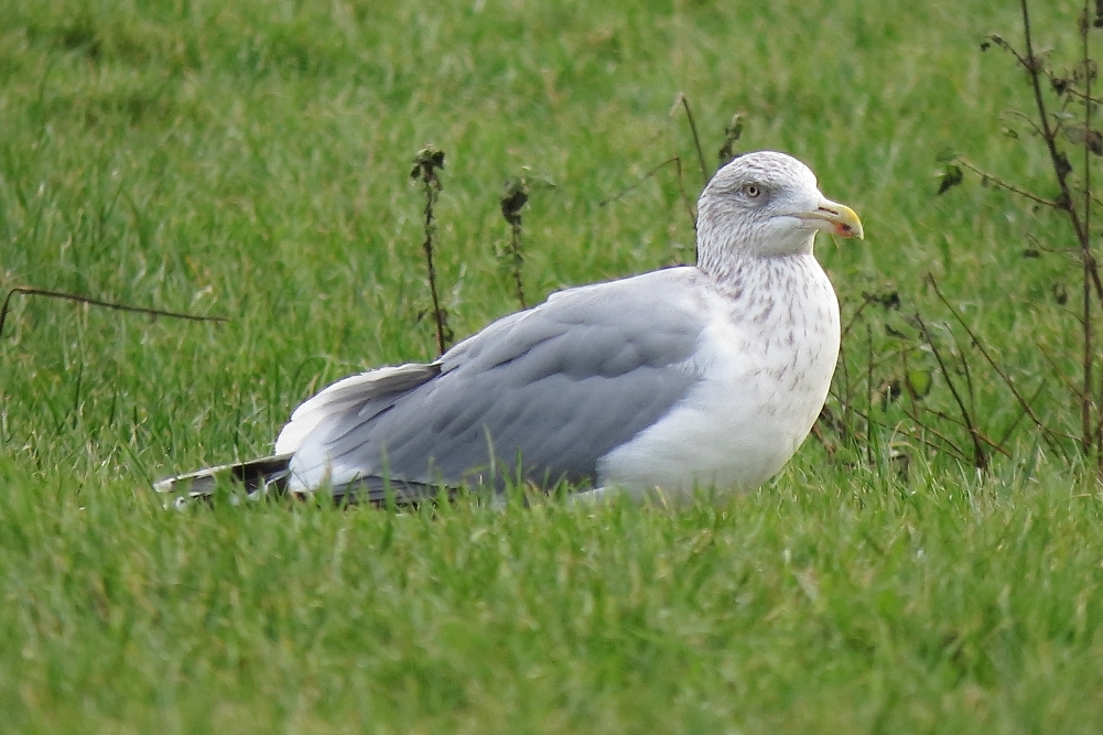 Herring Gull sp argentatus - Cowlishaw, Oldham, January 2018