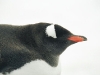 Gentoo Penguin - Hannah Point, December 2003