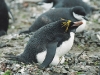 Macaroni Penguin - Hannah Point, December 2003