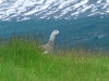 Upland Goose - Ushuaia, December 2003
