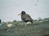 Blackish Oystercatcher - Ushuaia, December 2002